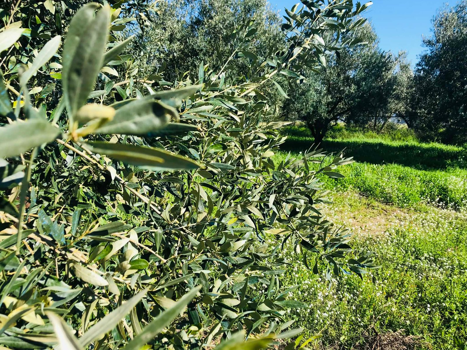 Read more about the article Aιτήσεις για νέο επιδοτούμενο πρόγραμμα κατάρτισης στη Ηγουμενίτσα