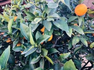 Read more about the article Πότε θα ολοκληρωθούν οι αποζημιώσεις για ζημιές στα μανταρίνια