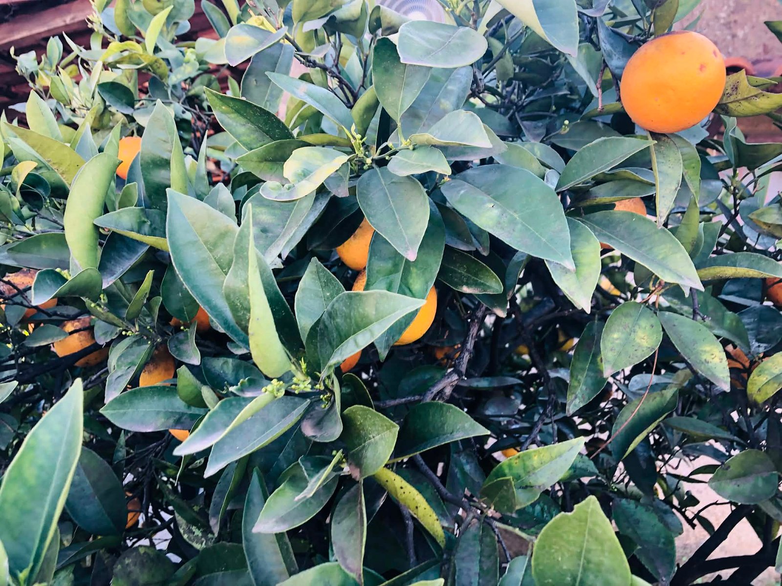 You are currently viewing Πότε θα ολοκληρωθούν οι αποζημιώσεις για ζημιές στα μανταρίνια