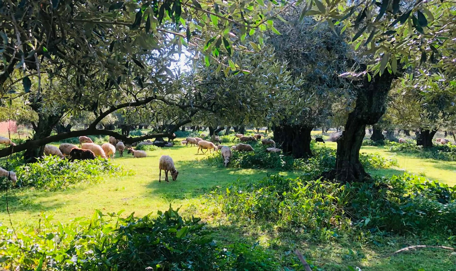 Read more about the article Συνάντηση στα πλαίσια του Τοπικού Κόμβου του έργου Biofarms