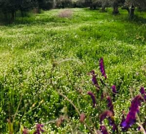 Read more about the article Η ΑΑΔΕ για πληρωμές, ανακτήσεις και συμψηφισμούς ενισχύσεων το τελευταίο διάστημα