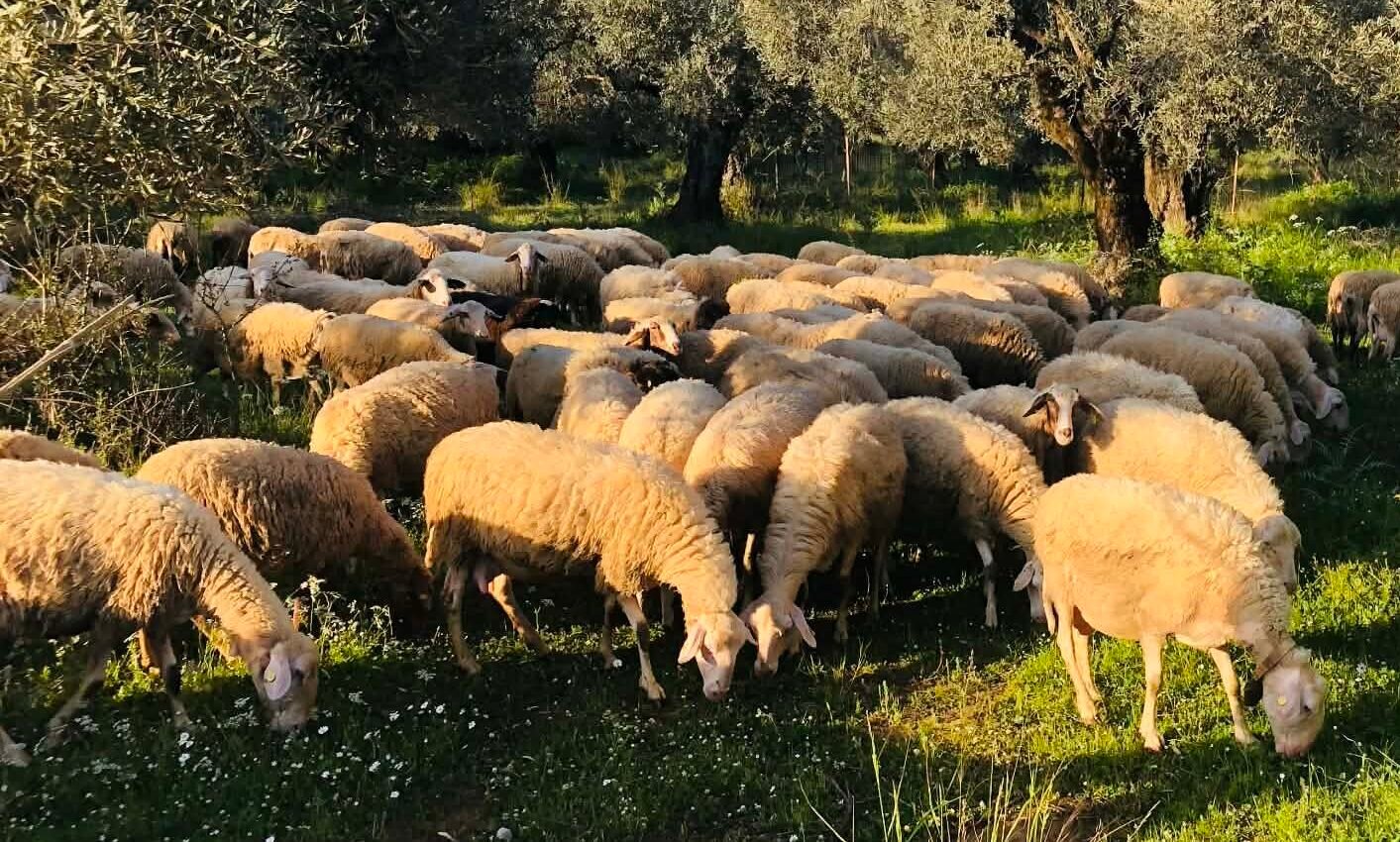 Read more about the article Παρέμβαση Ζεϊμπέκ για δίκαιη αποζημίωση και άμεση καταβολή ενισχύσεων στους κτηνοτρόφους της ΑΜ-Θ