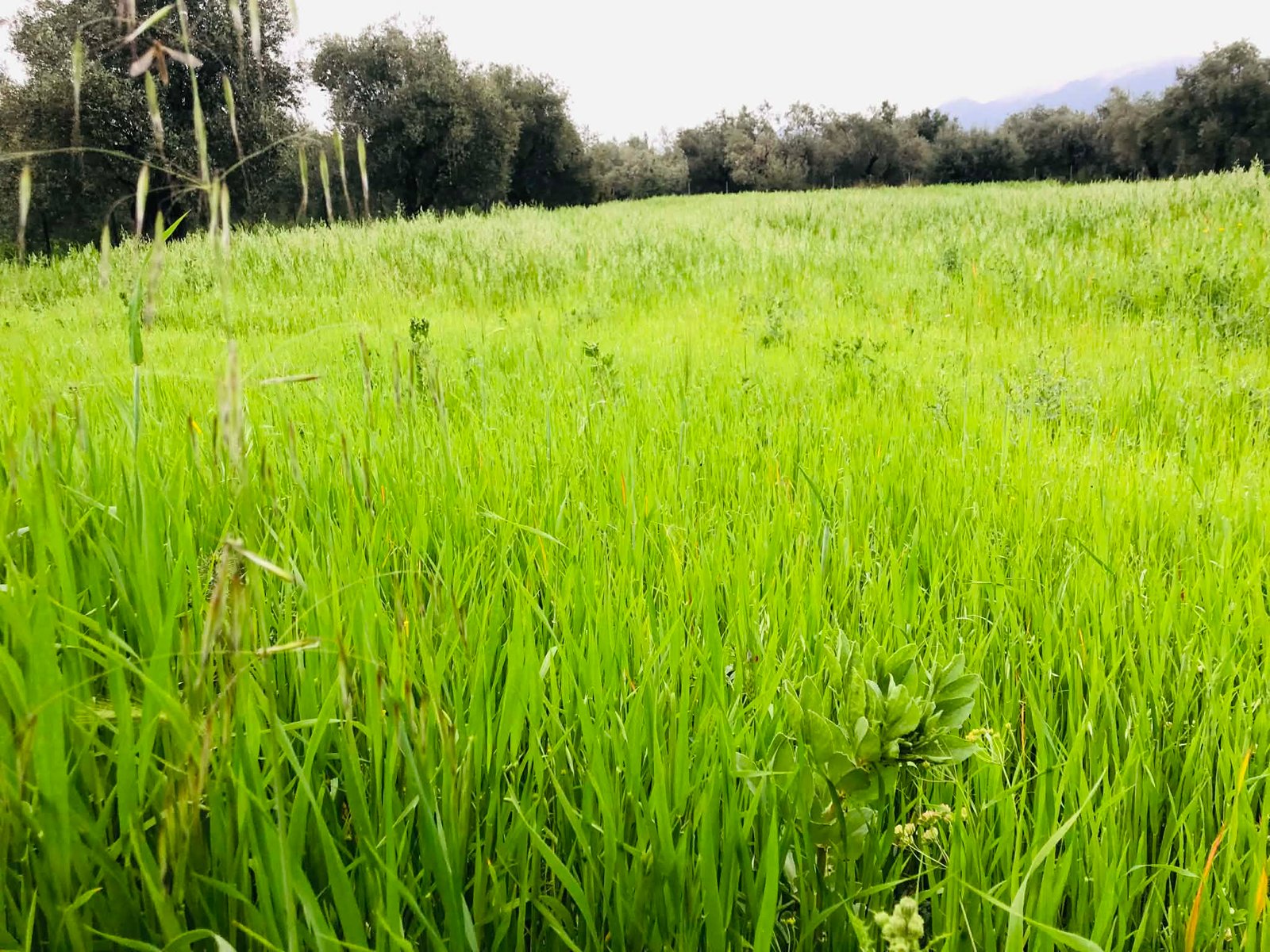 Read more about the article Η ελληνική γεωργία μετασχηματίζεται, συγκεντρώνεται σε χέρια λίγων