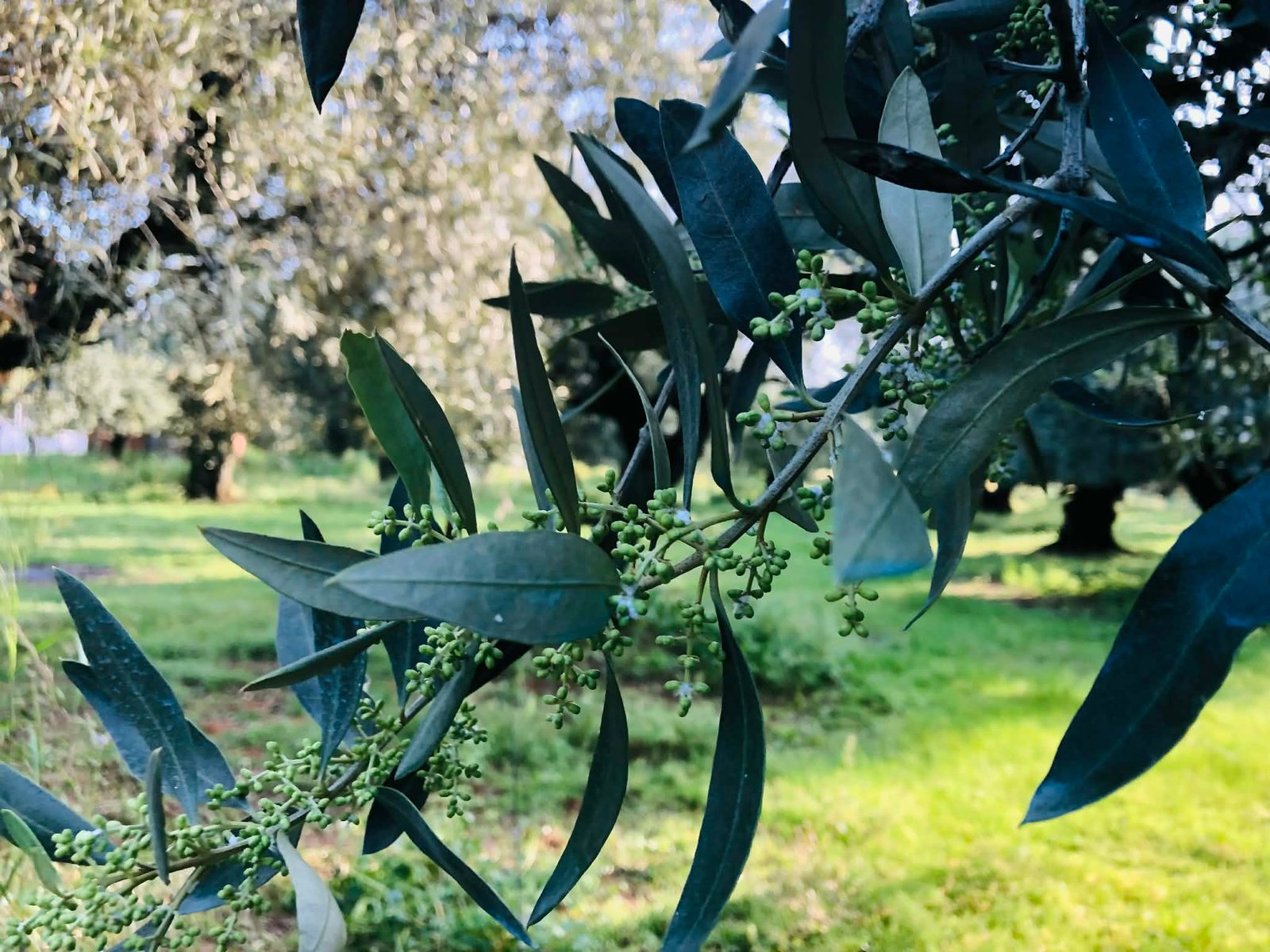 You are currently viewing Αποκλείει αποζημιώσεις μέσω ΕΛΓΑ για ακαρπία ελιάς με το ισχύον πλαίσιο ο Ανδριανός