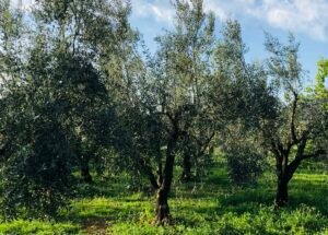 Read more about the article Μετάθεση έναρξης Β’ φάσης για ψηφιακά παραστατικά διακίνησης, τι ισχύει για τις ελιές