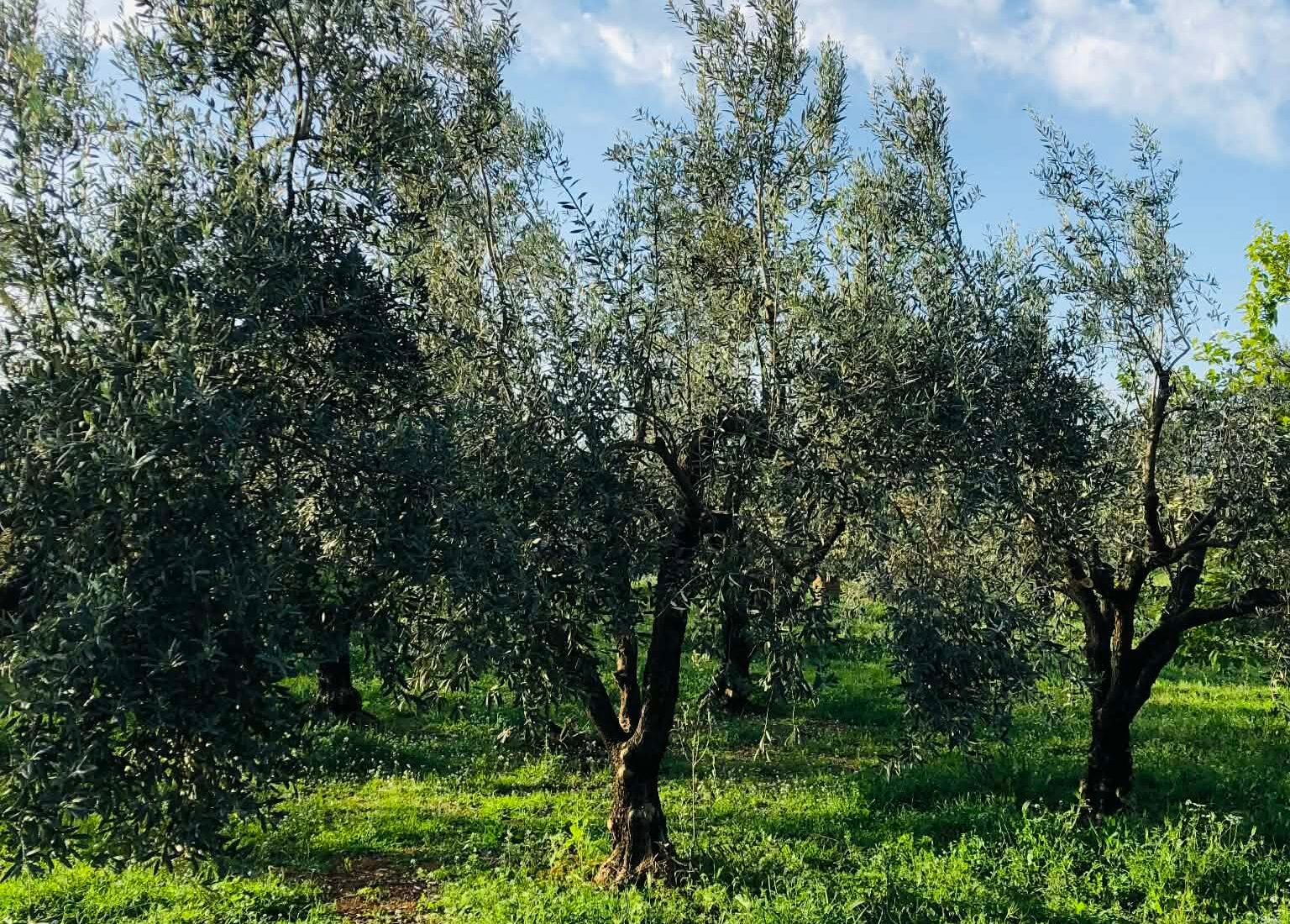 You are currently viewing Tο ανανεωμένο πρόγραμμα του 12oυ Φεστιβάλ Επιτραπέζιας Ελιάς και Ελαιολάδου