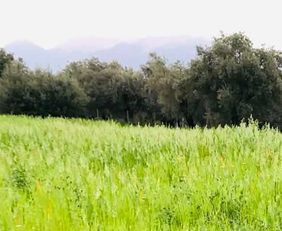 Read more about the article Ημερίδα για τη βιολογική γεωργία στη Θεσσαλία