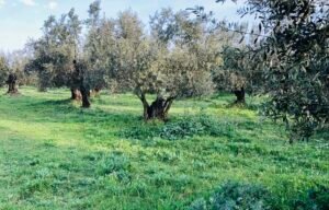 Read more about the article Εξετάζει την ένταξη των ελαιόδιχτων στα σχέδια βελτίωσης το ΥπΑΑΤ