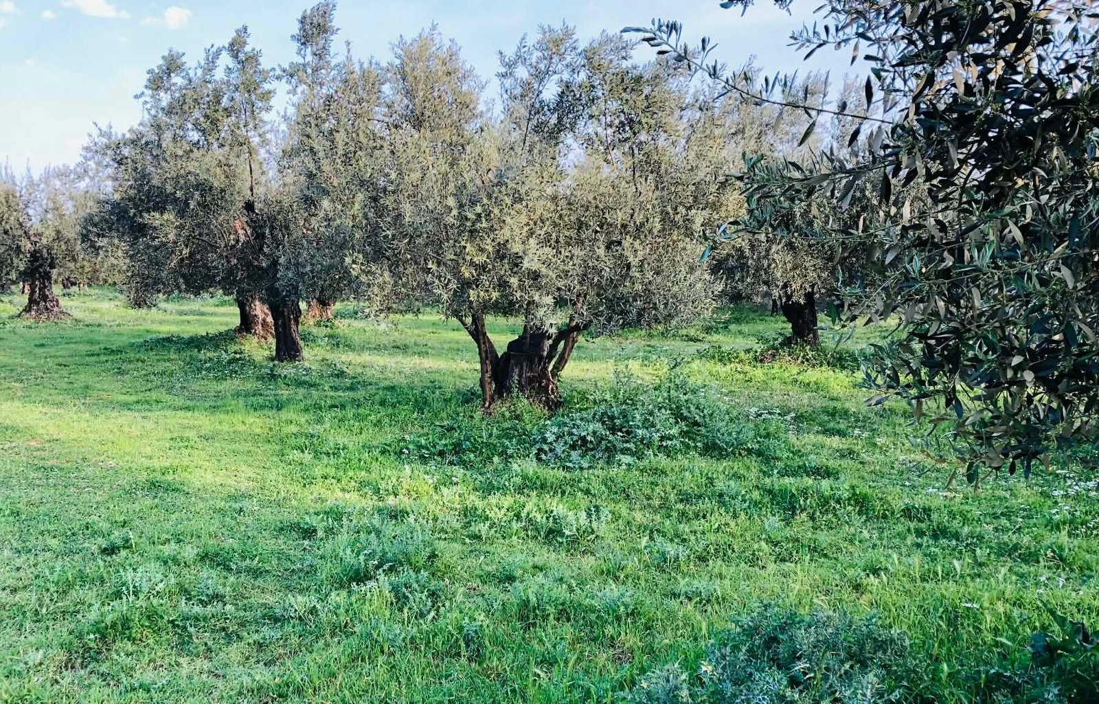 Read more about the article Εξετάζει την ένταξη των ελαιόδιχτων στα σχέδια βελτίωσης το ΥπΑΑΤ