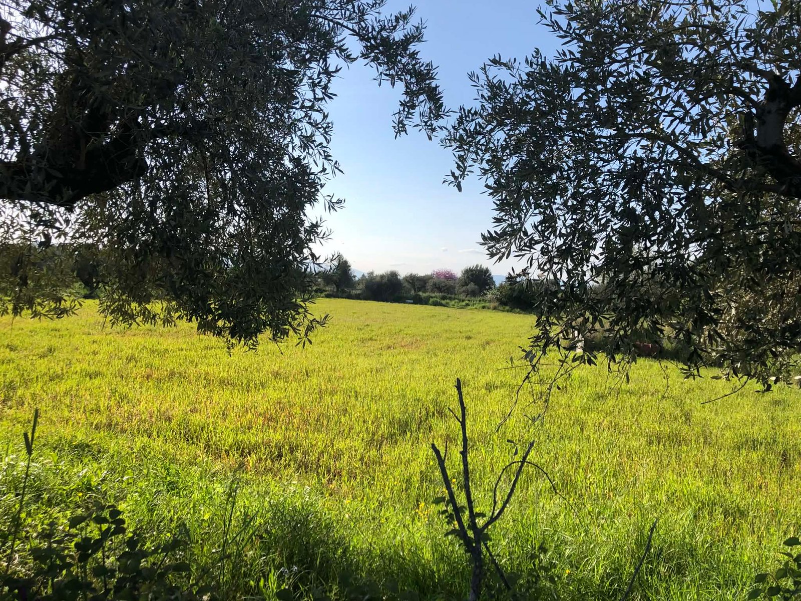 Read more about the article Καμιά αλλαγή στο εργόσημο αγρεργατών, νέο ευνοϊκό καθεστώς για μετακλήσεις μισθωτών