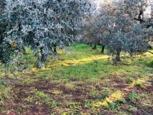 Read more about the article SOS για τα προγράμματα ΟΕΦ, λύση καλείται να δώσει ο Σχοινάς