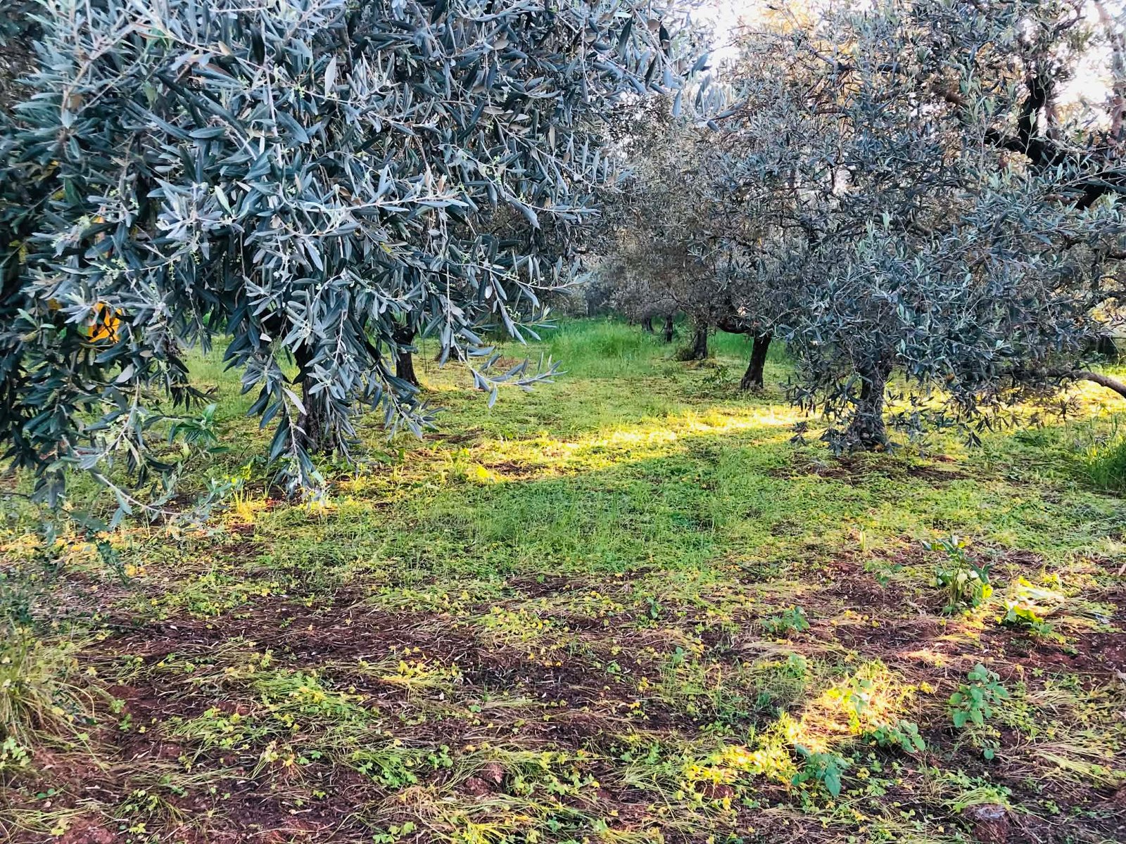 Read more about the article Συζήτηση στη βουλή για ΟΕΦ: Καμιά συγκεκριμένη δέσμευση ΥπΑΑΤ, εν αναμονή απάντησης από ΕΕ