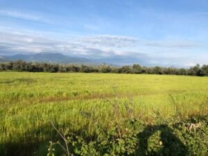 Read more about the article Φορολογικές δηλώσεις αγροτών: Οι κωδικοί για μείωση φόρων