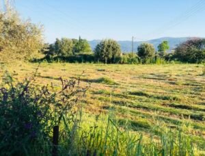 Read more about the article Τελευταίες “πινελιές” για de minimis τριφυλλιών, πλήρης επιβεβαίωση Agronewsbomb