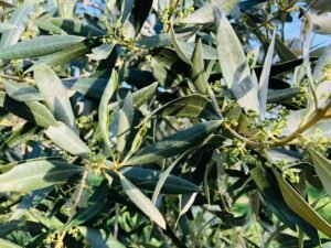 Read more about the article Ελιά: Τι δείχνουν τα δέντρα για τη νέα χρονιά σε Καλαμών, Κορωνέικα, Χαλκιδικής, Κονσερβολιές