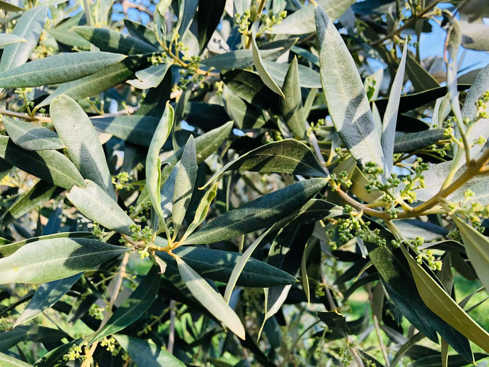 Read more about the article Ελιά: Τι δείχνουν τα δέντρα για τη νέα χρονιά σε Καλαμών, Κορωνέικα, Χαλκιδικής, Κονσερβολιές