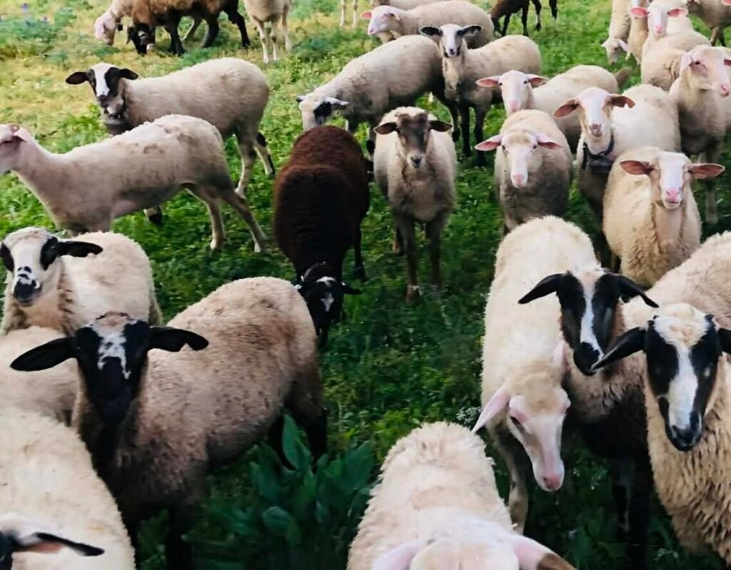 Πώς ξεκλειδώνει το όριο των 400.000 ευρώ ένας κτηνοτρόφος στα σχέδια βελτίωσης