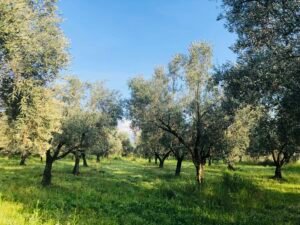 Read more about the article Εγκύκλιος Πιτσιλή για ειδικό και κανονικό καθεστώς ΦΠΑ αγροτών