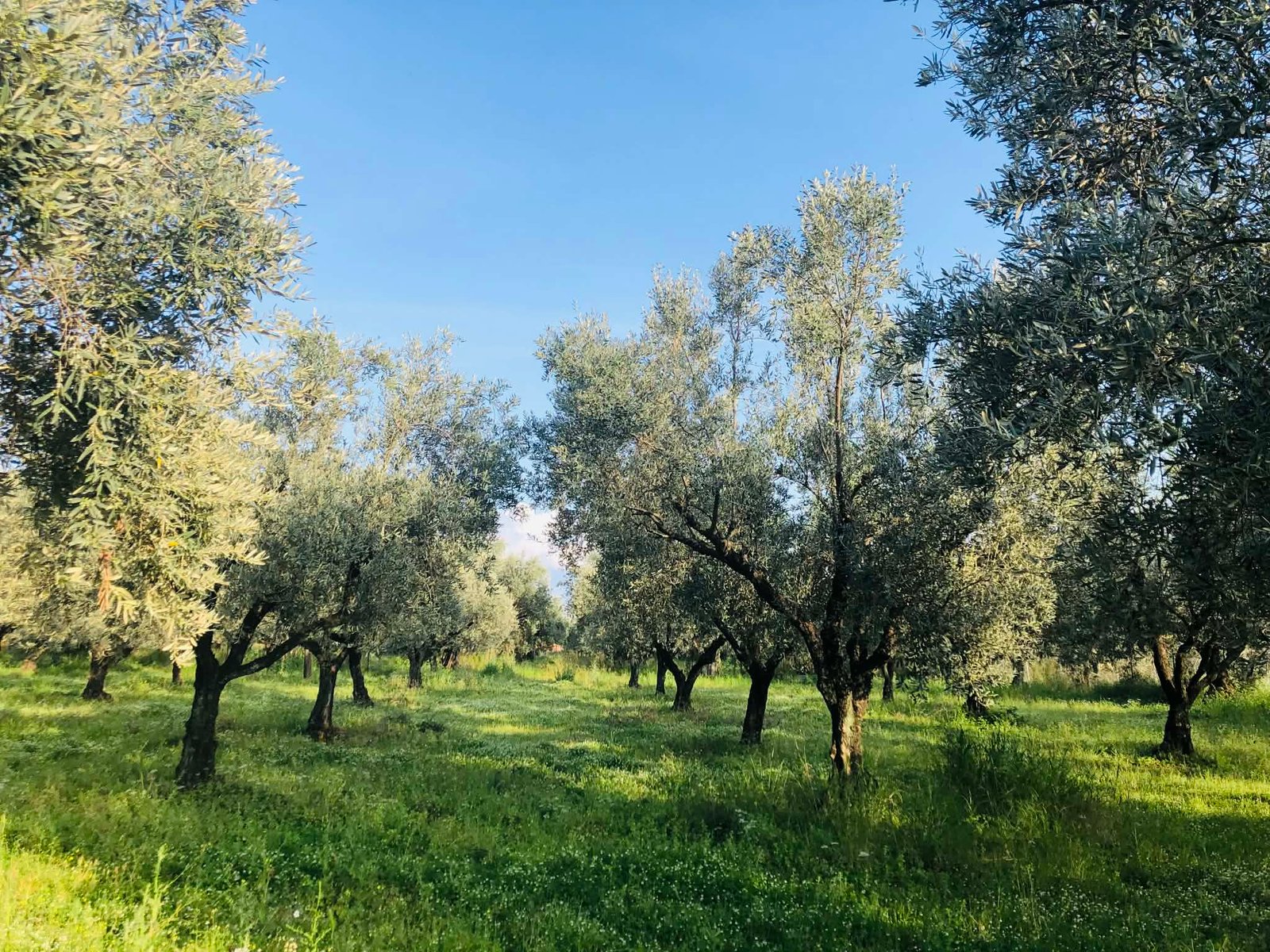 Read more about the article Εγκύκλιος Πιτσιλή για ειδικό και κανονικό καθεστώς ΦΠΑ αγροτών