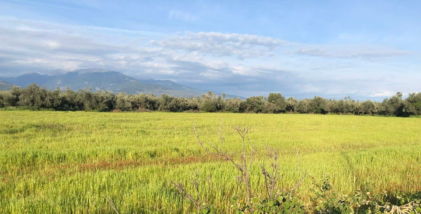 Read more about the article Λύση από ΑΑΔΕ σε χωράφια που κόβει η εξατομίκευση λόγω monitoring