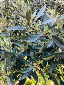 Read more about the article 348 ευρώ η μέση αποζημίωση από τον ΕΛΓΑ στους ελαιοπαραγωγούς της Λέσβου