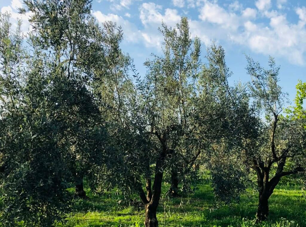 Τι ισχύει για drones, ΟΣΔΕ, εξοικονόμηση ύδατος στα σχέδια βελτίωσης