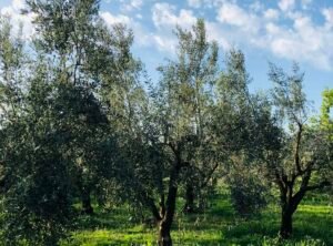 Read more about the article Τι ισχύει για drones, ΟΣΔΕ, εξοικονόμηση ύδατος στα σχέδια βελτίωσης