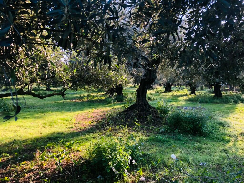 Νέα πώληση ελαιολάδου με 5,45 ευρώ στο νομό Λακωνίας