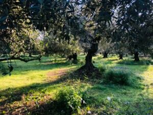 Read more about the article Νέα πώληση ελαιολάδου με 5,45 ευρώ στο νομό Λακωνίας