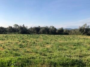 Read more about the article Η ψείρα θέρισε τα τριφύλλια