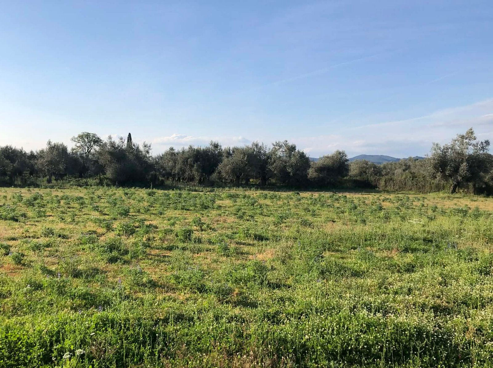 Read more about the article Η κάμπια εξολοθρεύει τα τριφύλλια