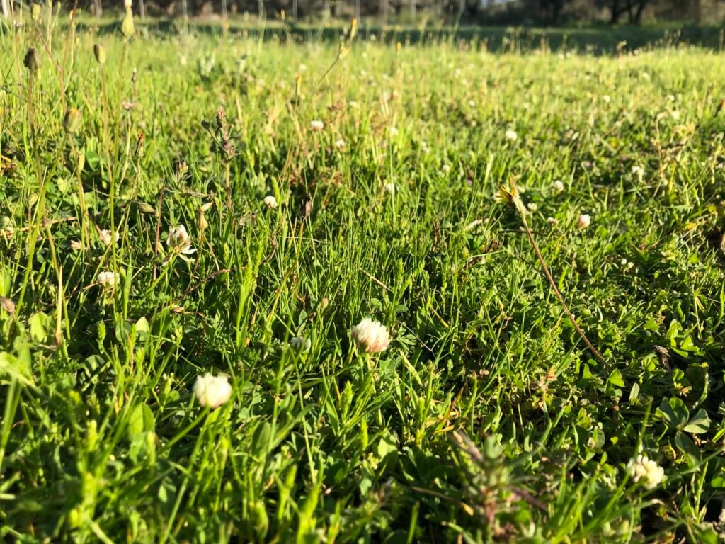 Πρώτα στην "ουρά" για πληρωμή τα de minimis τριφυλλιού, πιο μετά του ρυζιού