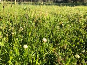 Read more about the article Άδειες από τριφύλλια οι αποθήκες, ολοταχώς για τα 30 λεπτά