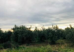 Read more about the article Συνάντηση για τις καθυστερήσεις πληρωμών και τα προγράμματα στην Κρήτη