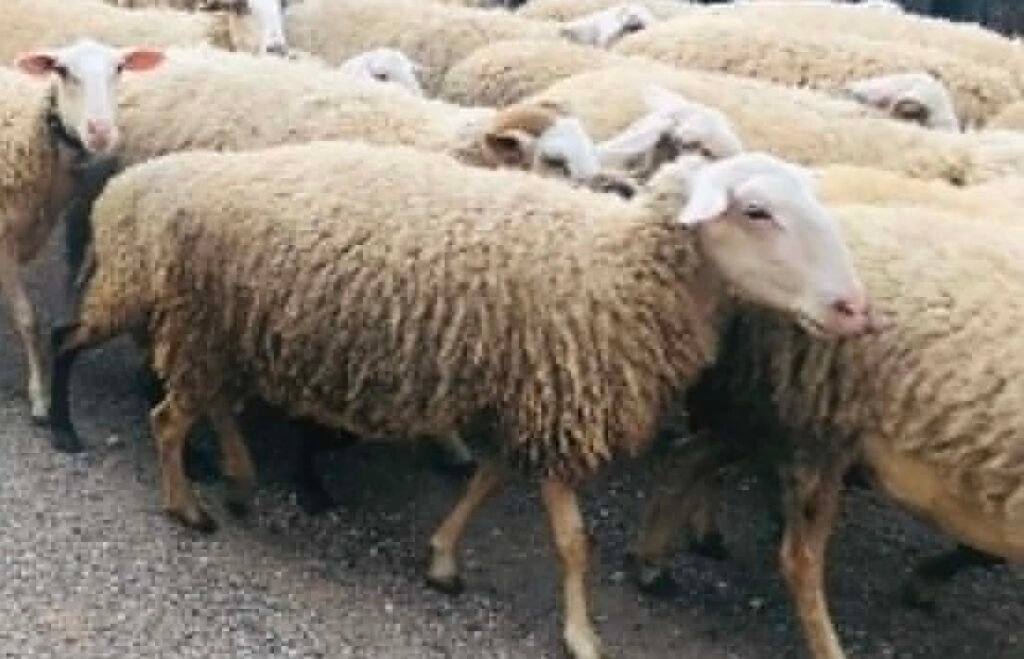 "Προστασία, διατήρηση και βελτίωση των γενετικών πόρων στην κτηνοτροφία"