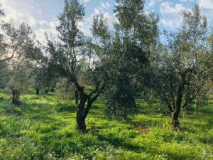Read more about the article Οι συνδεδεμένες ενισχύσεις στη νέα Κοινή Αγροτική Πολιτική