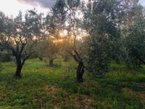 Read more about the article Λύσεις για ΟΕΦ και Ελαιοκομικό Μητρώο ζητά η ΔΟΕΠΕΛ από το ΥπΑΑΤ