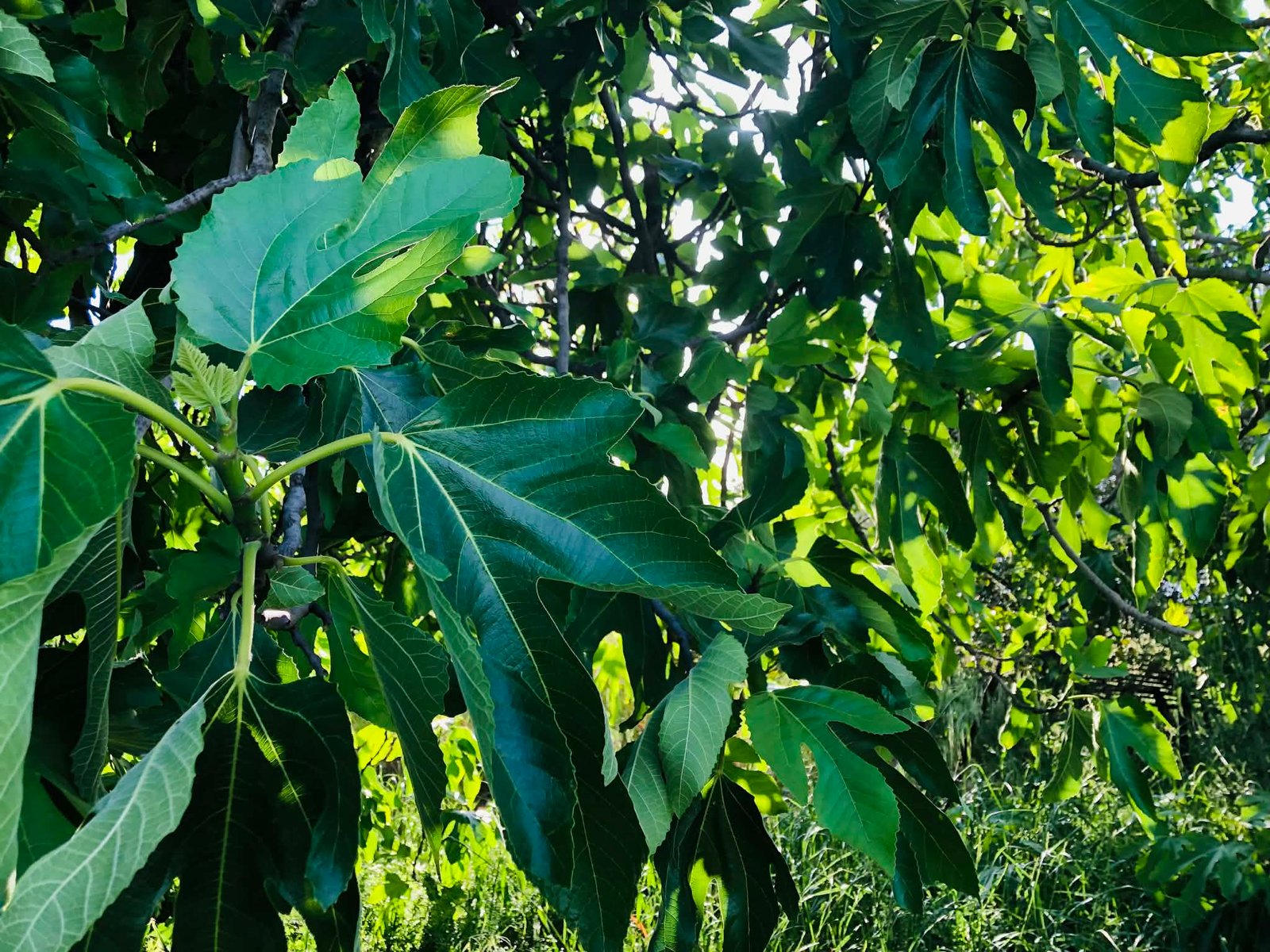 Read more about the article Εκστρατεία #PlantHealth4Life: Δράσεις για την προστασία της υγείας των φυτών