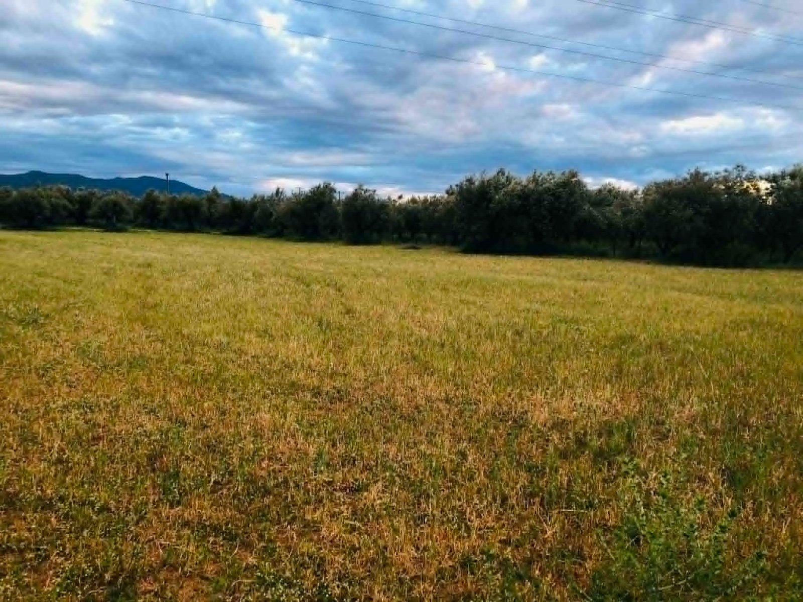 Read more about the article “Μικρό καλάθι” κρατούν αγρότες, κτηνοτρόφοι για τις πληρωμές του Μαΐου