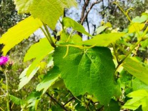 Read more about the article Μεγάλη ζήτηση και καλές τιμές στο σταφύλι