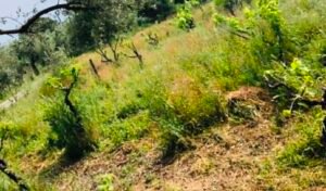 Read more about the article Πρόγραμμα παραλαβής σταφυλιών από ΕΟΣ Σάμου