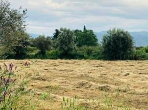 Read more about the article Συνάντηση στο ΥπΑΑΤ: Πότε δρομολογείται η πληρωμή de minimis τριφυλλιών