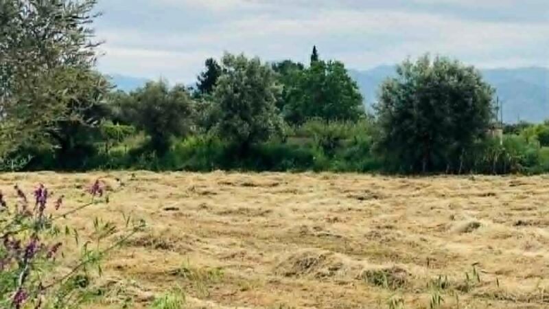 Τροπολογία - λύση για τις επιδοτήσεις του 2025 σε παραγωγούς με προβλήματα λόγω ιδιοκτησιακού