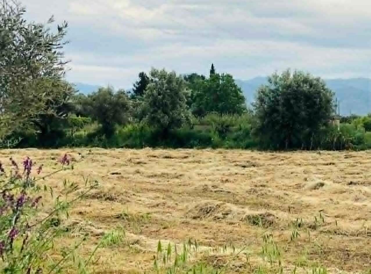 Read more about the article Συνάντηση στο ΥπΑΑΤ: Πότε δρομολογείται η πληρωμή de minimis τριφυλλιών