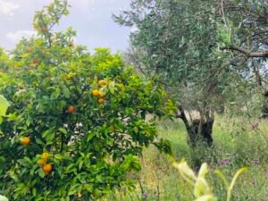 Read more about the article Στο ΦΕΚ η απόφαση για το πρόγραμμα νέων γεωργών, όλες οι αλλαγές