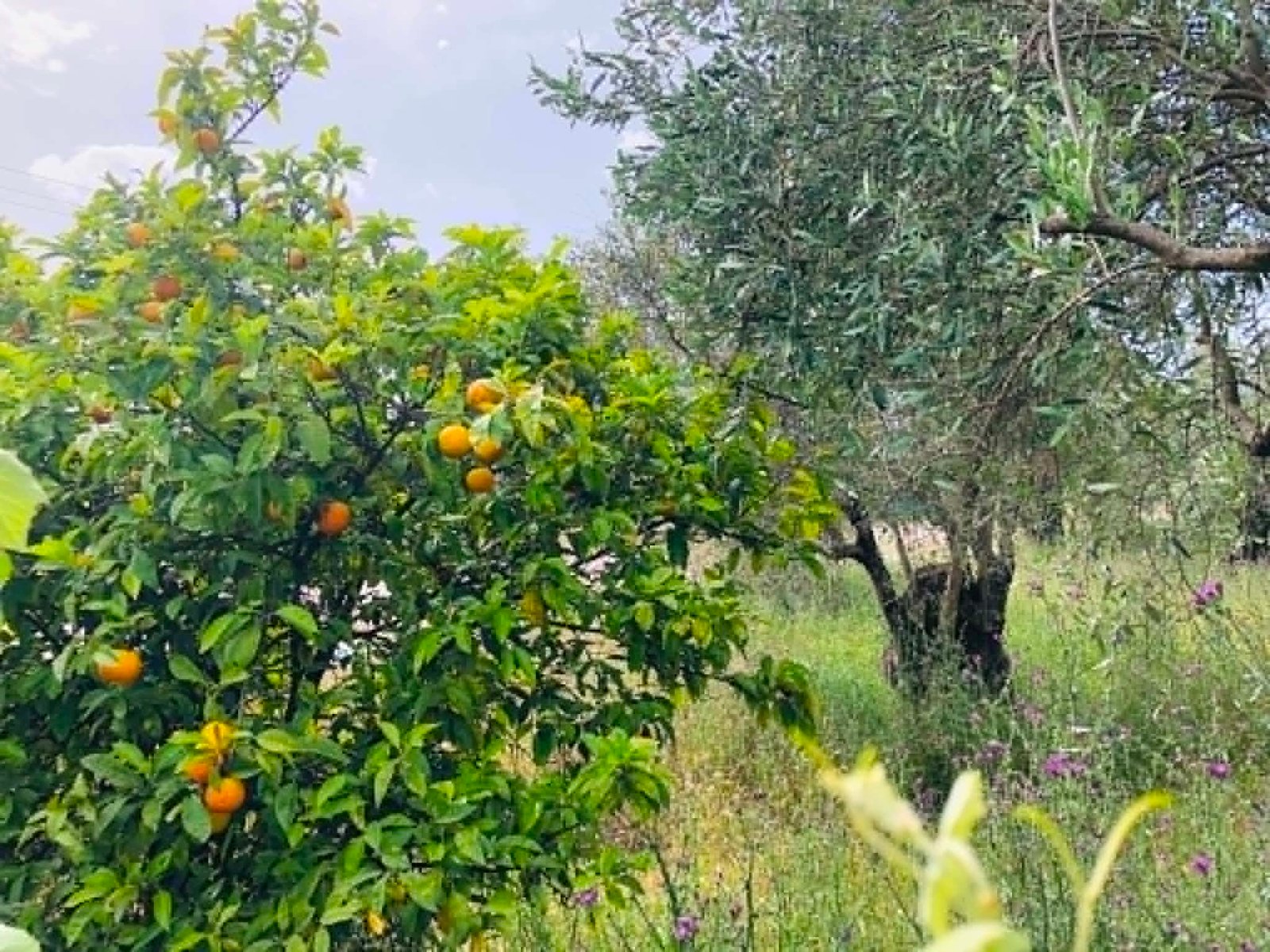 Read more about the article Στο ΦΕΚ η απόφαση για το πρόγραμμα νέων γεωργών, όλες οι αλλαγές