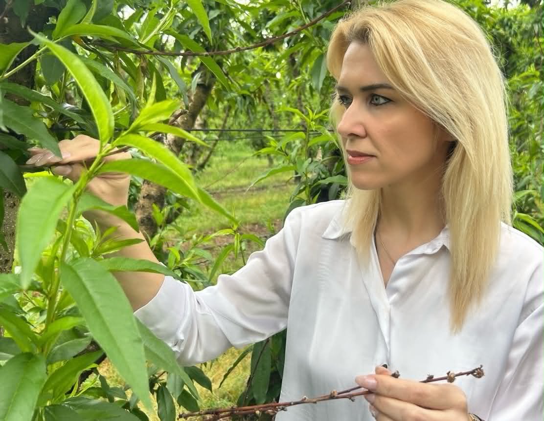 Read more about the article Τουπεκτσή: Ξήρανση ροδακινιάς, η ανάγκη για άμεση επιστημονική εγρήγορση, ολιστική στήριξη του παραγωγού