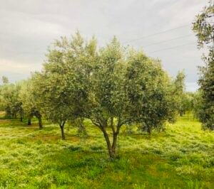 Read more about the article Πώς σβήνονται οφειλές ΕΦΚΑ αγροτών, κτηνοτρόφων