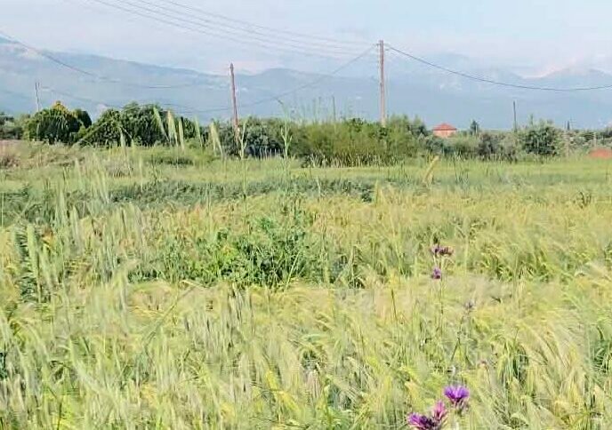 Read more about the article Επίκαιρη ερώτηση Βλάχου για επιβάρυνση ακινήτων σε περιοχές προς ένταξη στο σχέδιο πόλης