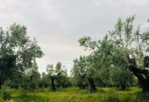 Read more about the article Αυτές είναι όλες οι αλλαγές στη νέα ΚΑΠ που προτείνει η Κομισιόν